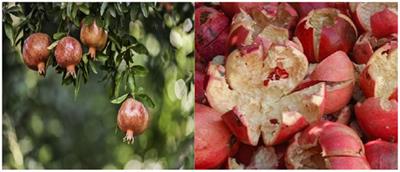 Discovering the anti-diabetic potential of pomegranate peel metabolites by examining molecular interplay with the thioredoxin-interacting protein